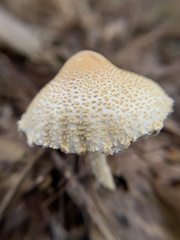 Lepiota spheniscispora