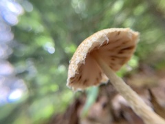 Lepiota spheniscispora