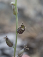 Streptanthus barbatus