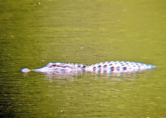 Alligator mississippiensis