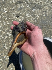 Triplofusus giganteus