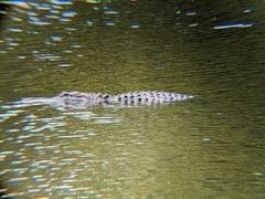 Alligator mississippiensis