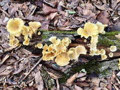 Gerronema strombodes