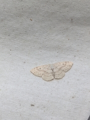 Cyclophora pendulinaria