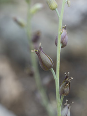 Streptanthus barbatus