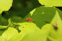 Enoclerus bombycinus