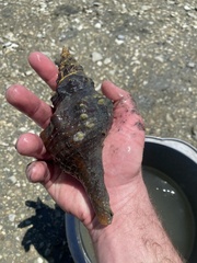 Triplofusus giganteus