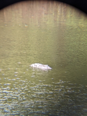 Alligator mississippiensis