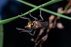 Sphex habenus