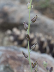 Streptanthus barbatus