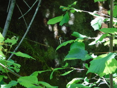 Limenitis lorquini