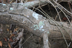 Lepraria finkii
