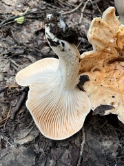 Hygrophorus