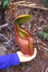 Nepenthes × kinabaluensis