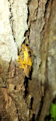 Dendropsophus ebraccatus