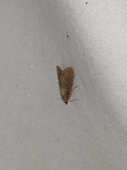 Elophila gyralis