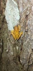 Dendropsophus ebraccatus