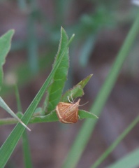 Microtheoris ophionalis