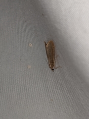 Elophila gyralis