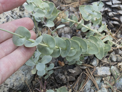 Streptanthus barbatus