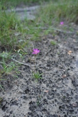 Phemeranthus calycinus