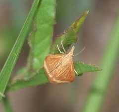 Microtheoris ophionalis