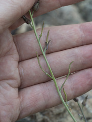 Streptanthus barbatus