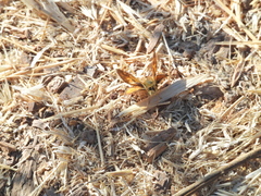 Ochlodes sylvanoides