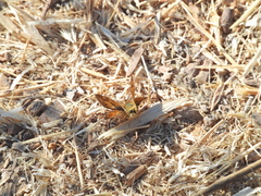 Ochlodes sylvanoides