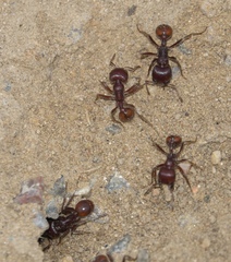 Pogonomyrmex barbatus