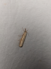 Agriphila vulgivagellus