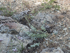 Streptanthus barbatus