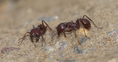 Pogonomyrmex barbatus