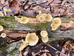 Gerronema strombodes