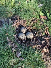 Vanellus chilensis