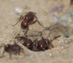 Pogonomyrmex barbatus