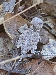 Phrynosoma blainvillii