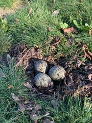 Vanellus chilensis