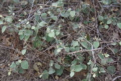 Capparicordis crotonoides