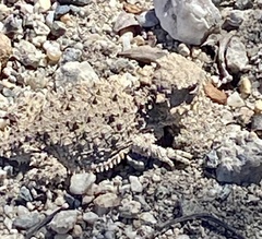 Phrynosoma blainvillii