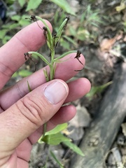 Platanthera peramoena