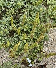 Ambrosia chamissonis