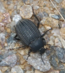 Eleodes tricostata