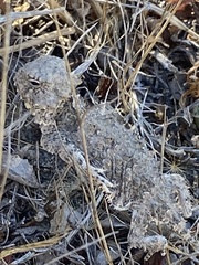 Phrynosoma blainvillii