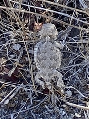 Phrynosoma blainvillii