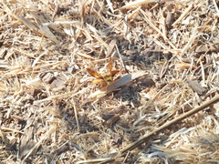 Ochlodes sylvanoides