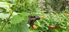 Graphium agamemnon