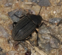Eleodes tricostata
