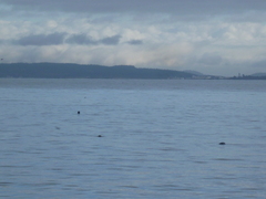 Phoca vitulina richardii