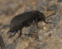 Eleodes tricostata